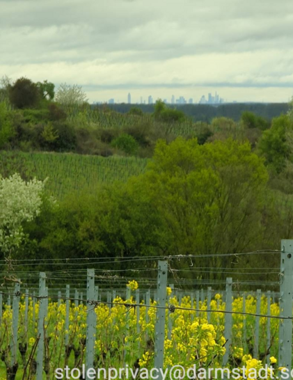 Hügelige Weinberglandschaft mit Büschen und Bäumen. Vorne Weinbauanlage mit Drähten, ganz am Horizont die Skyline Frankfurt #Südhessen