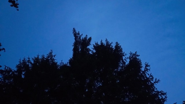 Blick über Bäume in den dunkelblauen Himmel.