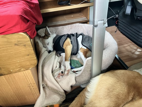 Socke schläft in seinem Hundebett unterm Tisch im Wohnmobil 
