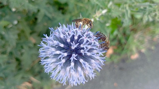 Eine Distelblüte mit zwei Wespen oder Bienen.