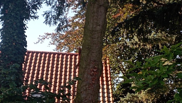 Ein Eichhörnchen klettert den Baum herunter.